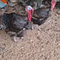 باسلام 2عدد بوقلمون نر