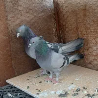 کفتر سبز نرماده کلایی