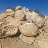 دوتا بیگ تخمی