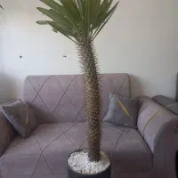 گل گیاه