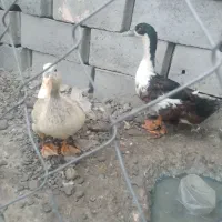 اردک