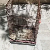 شش عدد قفس یکجا