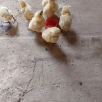 جوجه