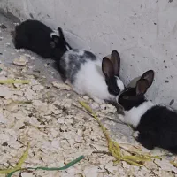 حراج خرگوش خانگی|موش و خرگوش|مهاباد (آذربایجان غربی), |دیوار