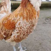 خروس لهستانی یا پولند طلایی