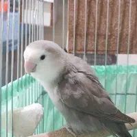 جفت کوتوله برزیلی رنگ خاص با ۴ جوجه و قفس و لوازم