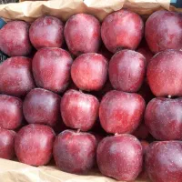خریدار سیب روی درخت