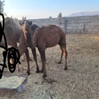 هاشی نر|حیوانات مزرعه|راور, |دیوار