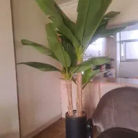 درختچه موز