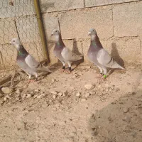 کبوتر پیازی