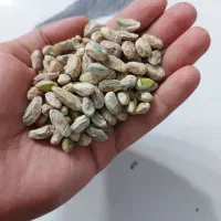 مغز کالک پسته