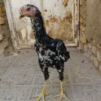 جوجه لاری اصیل