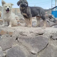 فروش بره نر همو زیگوت درجه یک|حیوانات مزرعه|بسطام, |دیوار