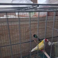 فروش تعدادی پرنده