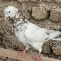 کفتر