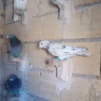 فروش کبوتر|پرنده|ابرکوه, |دیوار