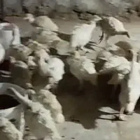 جوجه بقلمو و جوجه مرغ محلی|حیوانات مزرعه|داراب, |دیوار