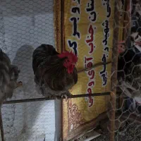 مرغ و جوجه و خروس نژاد کوشین|حیوانات مزرعه|گرگان, |دیوار