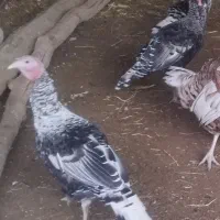 فروش بوقلمون نر و ماده