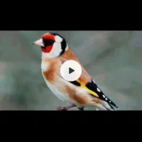 سهره غریب سه ماه قفسی