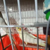 پرندگان|پرنده|کیاشهر, |دیوار