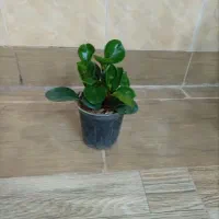 گل طبیعی|گل و گیاه طبیعی|بیرجند, |دیوار