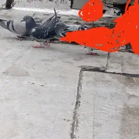 چهار عدد جوجه پلاکی رفتنی