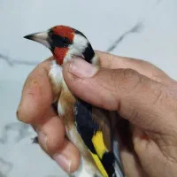 سهره پاییزه نرماده نشاندار.