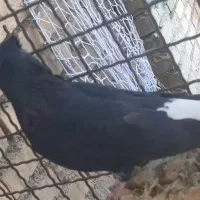 کبوتر اشعل  به شرط نطفه|پرنده|کارون, |دیوار