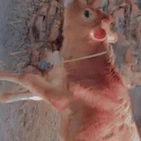 گاو گستر جرزی فروشی|حیوانات مزرعه|بم, |دیوار