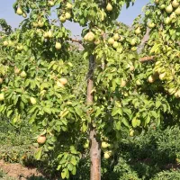 ۵۳۰م با۷۰ویلا مبله چاه آب و درخت گرمابسرد دماوند|فروش خانه و ویلا|آبسرد, |دیوار
