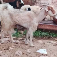 بز دوقلو زاع