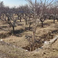 باغ عالی و بی نظیر کنار خیابان دارای آب و برق