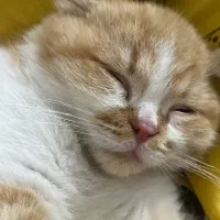 گربه|گربه|خوی, |دیوار