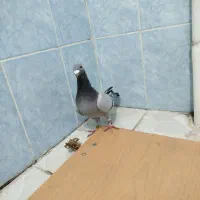 دو تا ماده کاردست ضمانتی