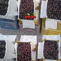 گیلاس تک دانه درجه1