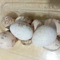 فروش تخم بوقلمون بوربون نطفه دار