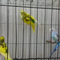 فروش دو جفت مرغ عشق نر و ماده