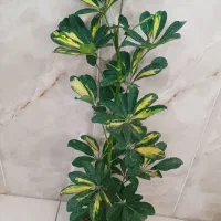 شفلرا