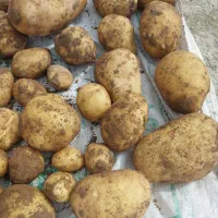 سیب زمینی