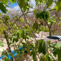 عکس برداری در باغ بسیار شیک با ویلای چوبی