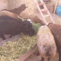 بره ماده