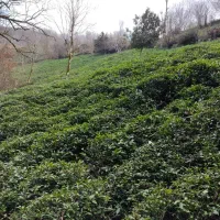 باغ-چای