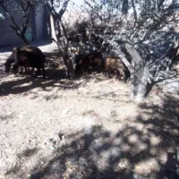 گوسفند شیشک وبره ماده|حیوانات مزرعه|اردبیل, |دیوار