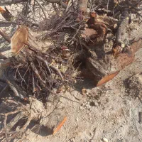 چوب و زغال درخت