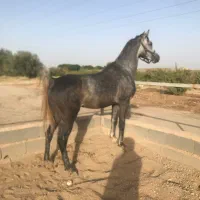 فروش اسب عرب دو سر
