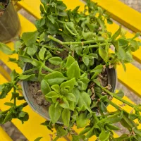 گلدان طبیعی سلامت و شاداب|گل و گیاه طبیعی|تهران, سهروردی|دیوار