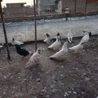 تعداد ۳۰ عدد کبوتر پرشی