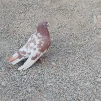 کبوتر نر|پرنده|جزنیک, |دیوار