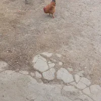 خروس برهما|حیوانات مزرعه|بشاریات, |دیوار